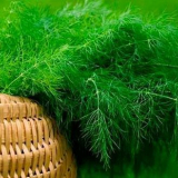 Kdy a jak zasadit (sow) dill dostat dobrou sklizeň